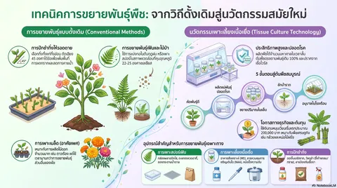 อินโฟ กราฟฟิค