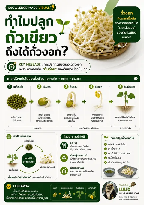 ถั่วงอก