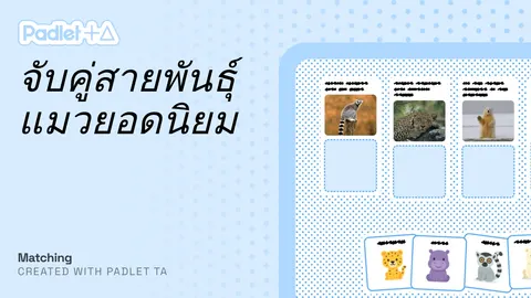 แมวเป้า